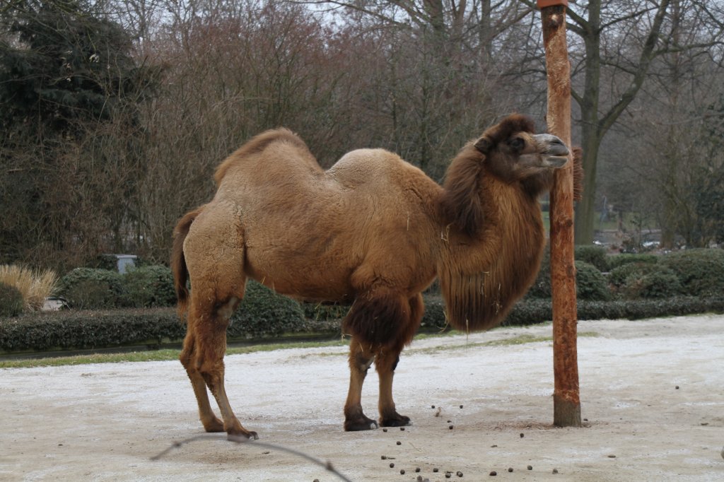 Ein Trampeltier (Camelus ferus) an der Fellbrste. Zoo Karlsruhe am 9.2.2010.
