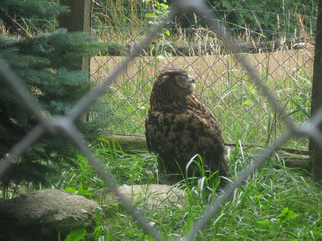 ein Uhu in Mhlenhagen am 15.7.12