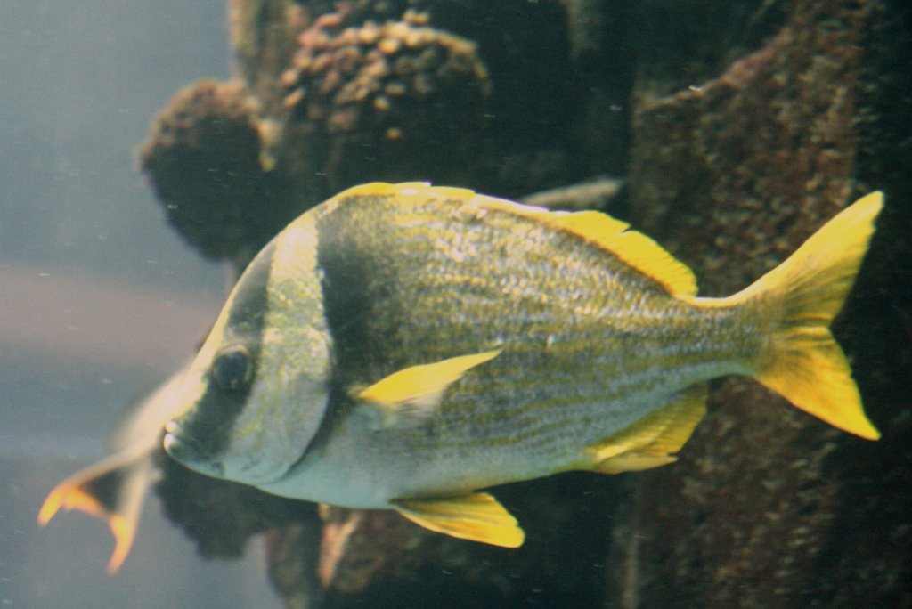 Ein Virginia-Grunzer (Anisotremus virginicus) am 10.1.2010 im Aquadom in Berlin.