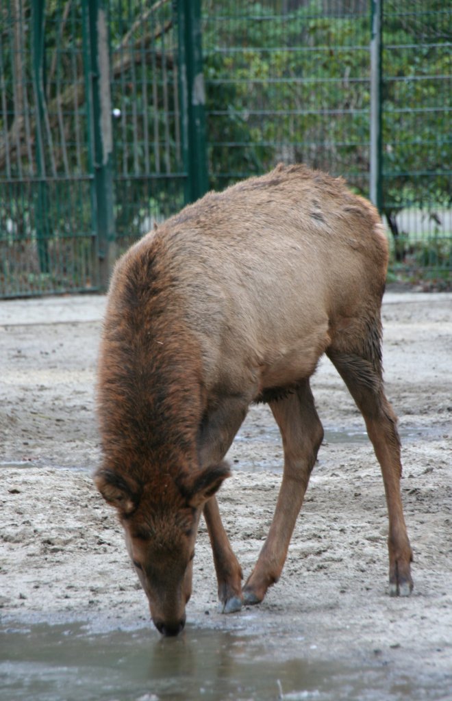 Ein Wapiti (Cervus canadensis) beim Trinken aus einer vereisten Pftze. 13.12.2009 Tierpark Berlin.