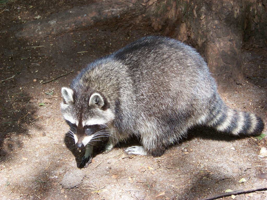 Ein Waschbr im Wildpark Mden. (25.07.10)