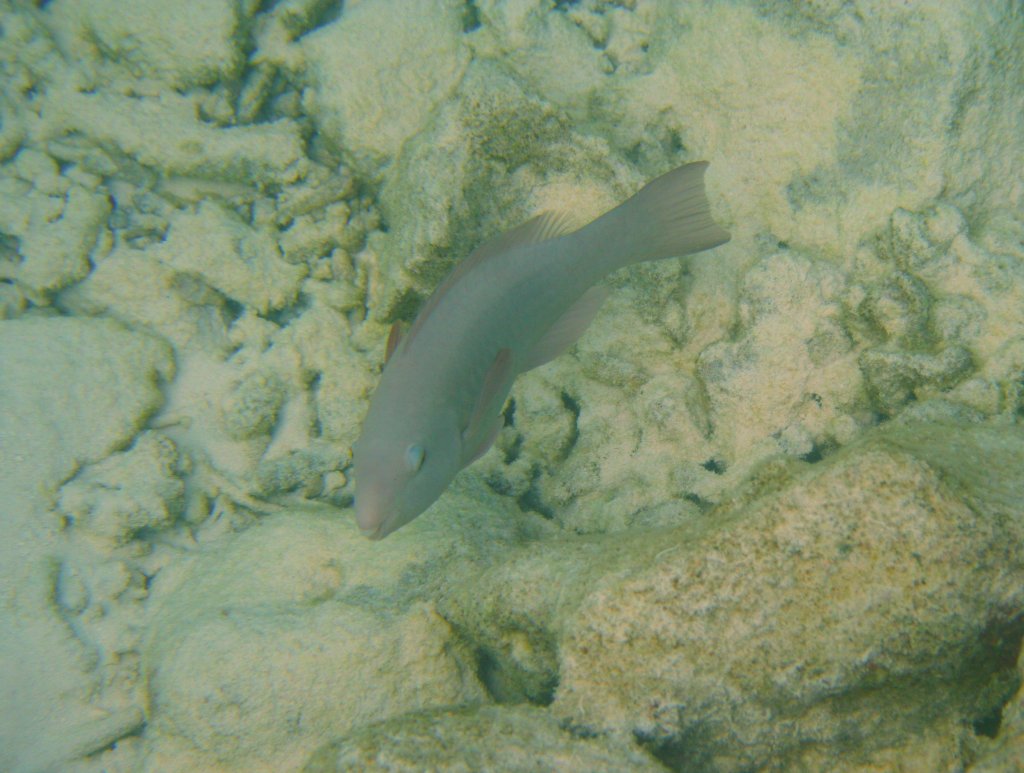 Ein weiblicher Lagnasen-Papageienfisch an einem Riff im Sdliches Ari-Atoll, Malediven.
