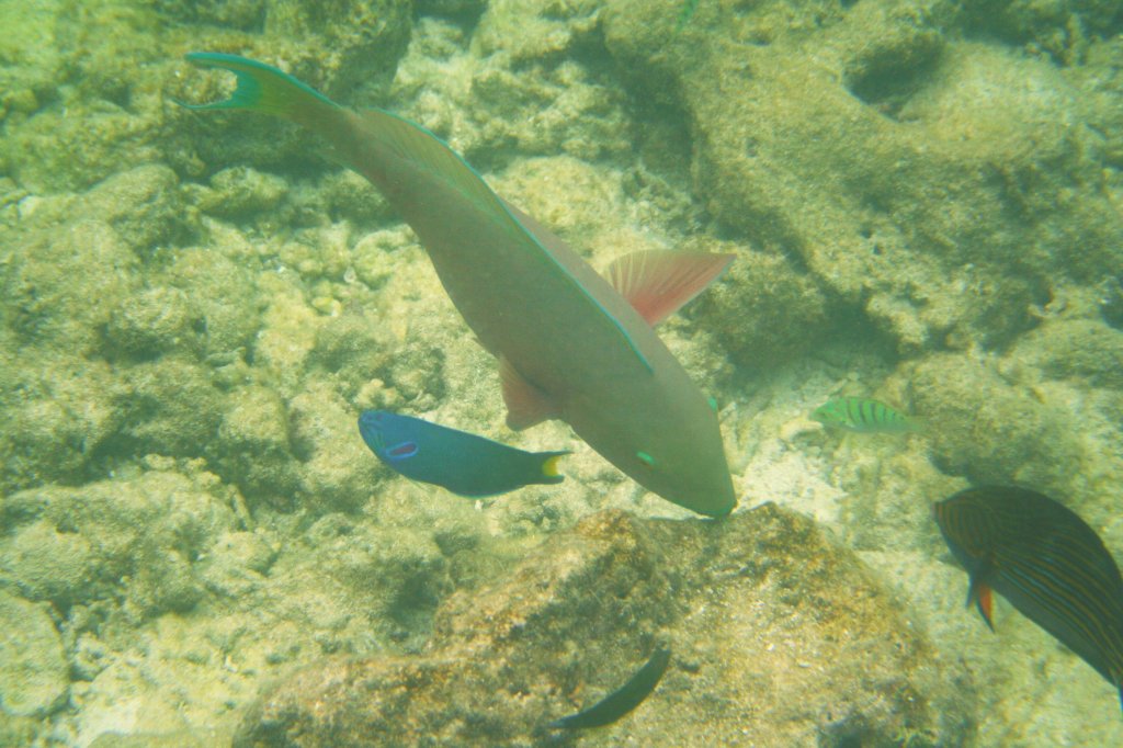 Ein weiblicher Lagnasen-Papageienfisch in Gesellschaft von verschieden anderen Rifffischen. Sdliches Ari-Atoll, Malediven.