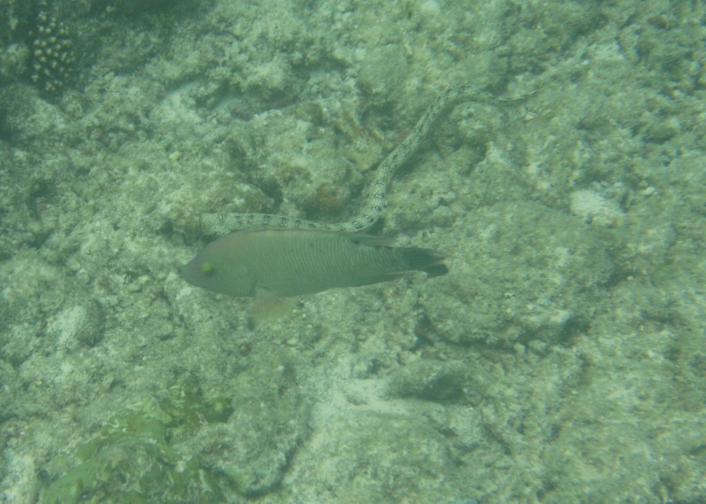 Ein weiblicher Langnasen-Papageifisch(Hipposcarus harid) und eine Gefleckte Wurmseegurke, im Riff am Ari-Atoll, Malediven.
