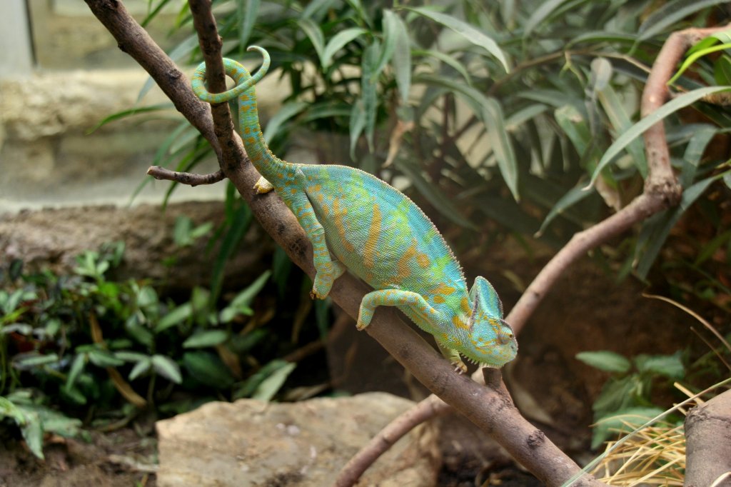 Ein weibliches Jemenchamleon (Chamaeleo calyptratus) beim Klettern in den sten. Tierpark Berlin am 13.12.2009.