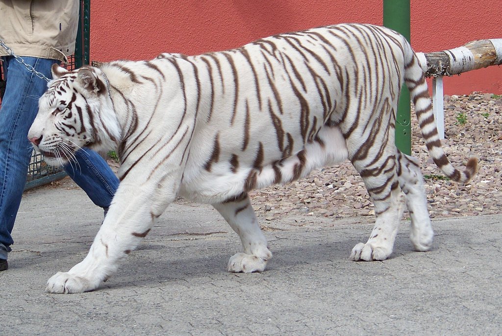 Ein weier Bengalischer Tiger im Filmtierpark Eschede. (31.07.10)