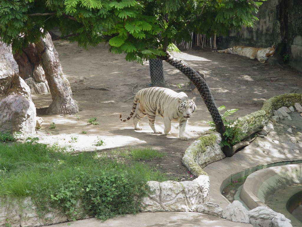 Ein weier Tiger in einem Gehege in Bangkok am 03.10.2006