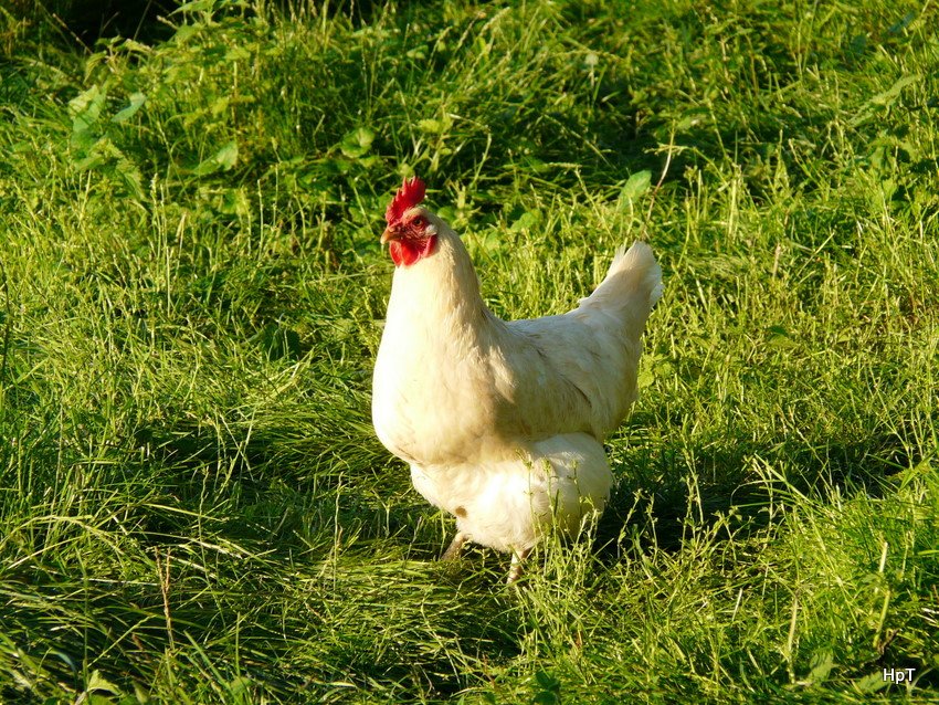 Ein Weisses Huhn .. Bild vom 22.08.2009