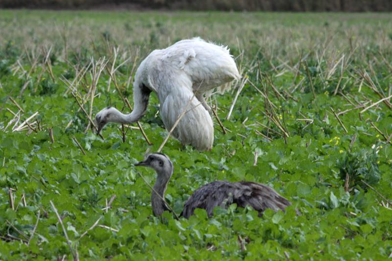 Ein weisses Nandu auf einem Feld bei Schattin (NWM); 06.09.2012