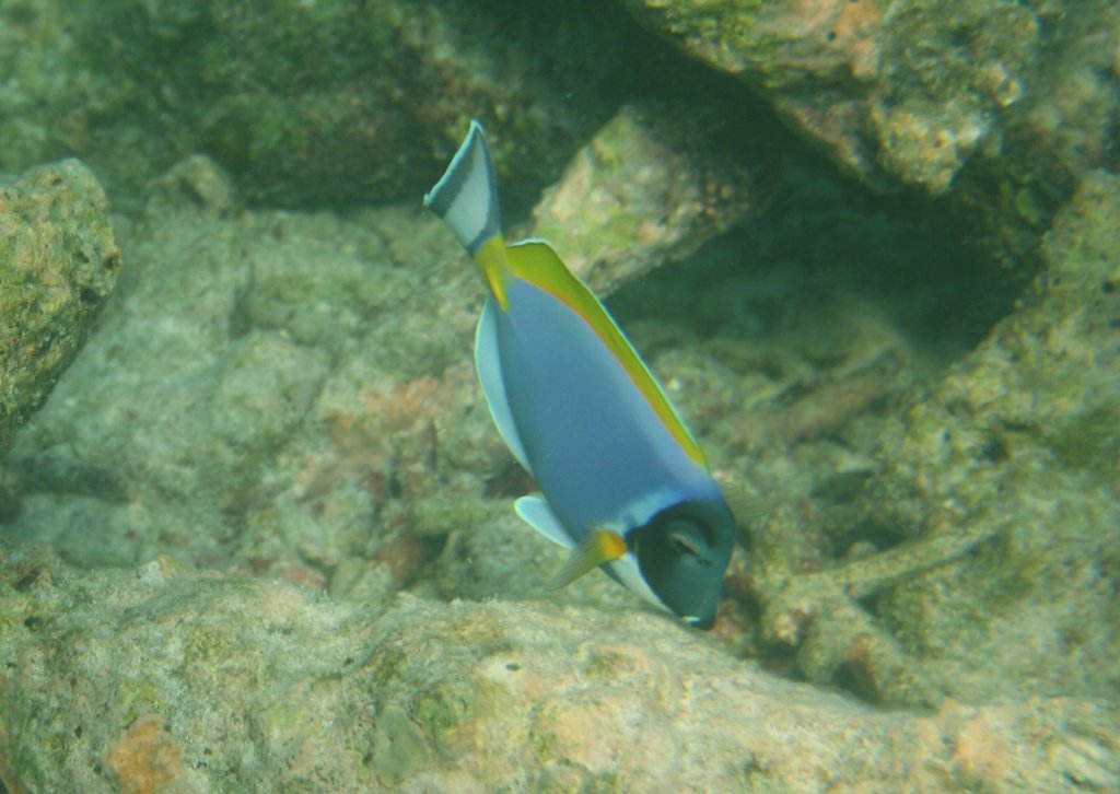 Ein Weisskehl-Doktorfisch (Acanthurus leucosternon) am Innenriff im sdlichen Ari-Atoll, Malediven. 
