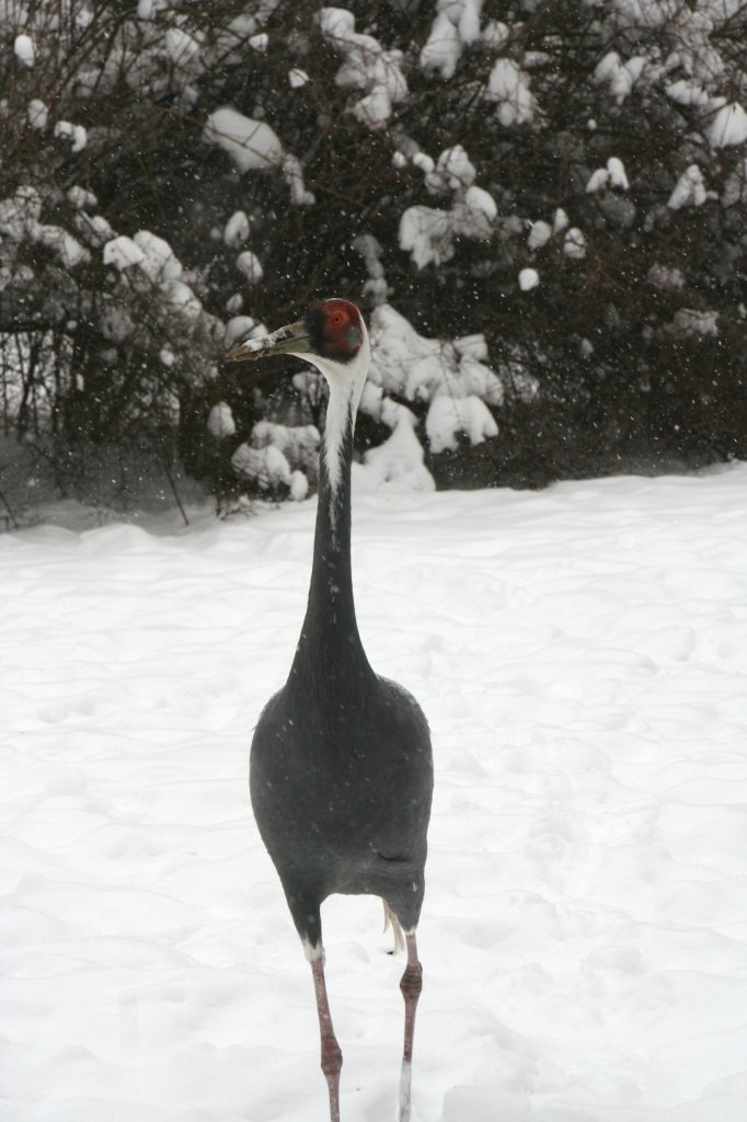 Ein Weinackenkranich (Grus vipioin) spaziert durch den Schnee. Tierpark Berlin am 9.1.2010.