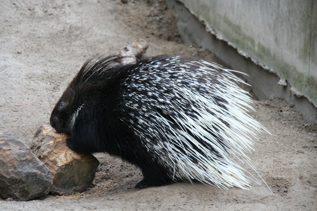 Ein Weischwanz-Stachelschwein (Hystrix leucura Sykes)knabbert an einem Baumstamm. Tierpark Berlin am 13.12.2009.