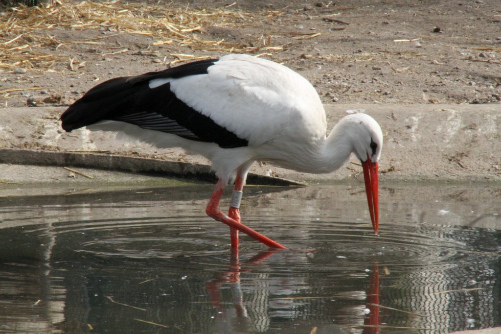 Ein Weistorch (Ciconia ciconia) auf Futtersuche. Orangerie Strasbourg am 18.3.2010.