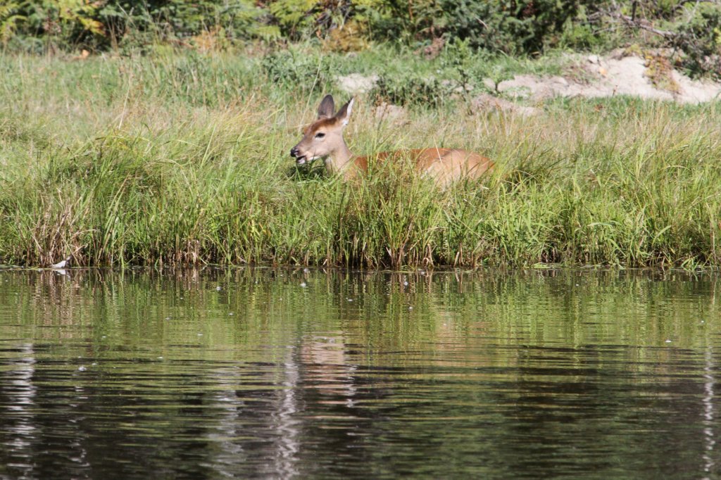 Ein Weiwedelhirsch (Odocoileus virginianus) hat es sich auf der anderen Fluseite bequem gemacht. Zoo Sauvage de Saint-Flicien,QC am 18.9.2010.