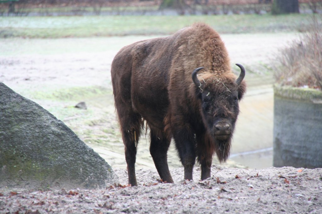 Ein Wiesent (Bison bonasus) am 13.12.2009 im Tierpark Berlin.