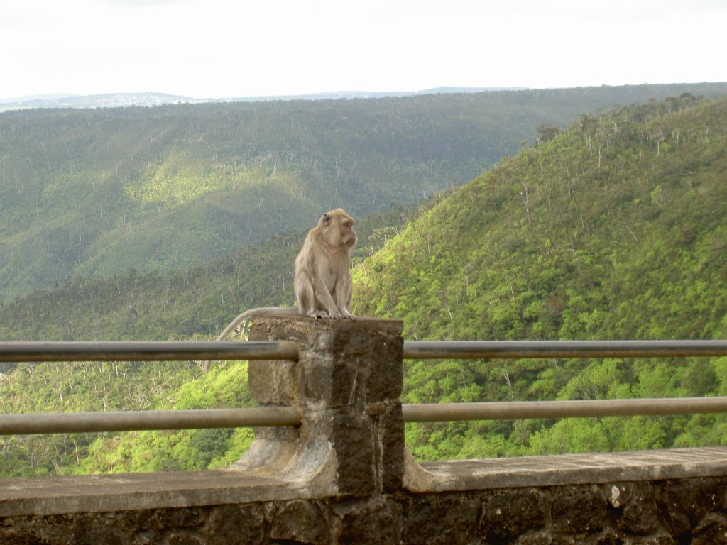 Ein wilder Jacot-dans-Affe (Macaca fascicularis), geniet die Aussicht ber Mauritius und wartet auf etwas essbares.
