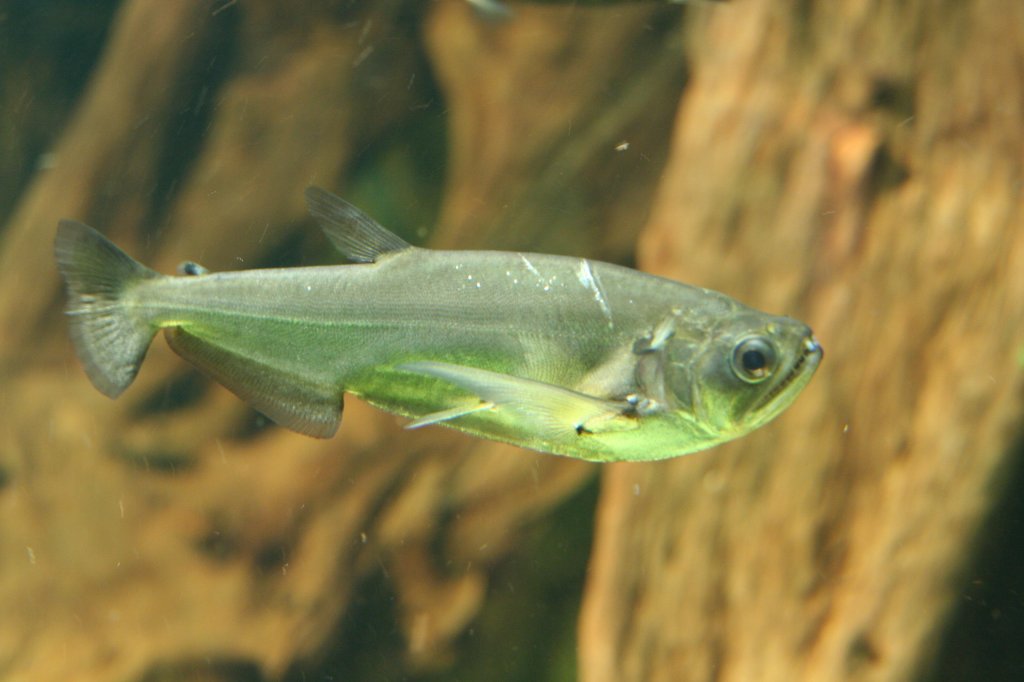 Ein Wolfssalmler (Hydrolycus Scomberoides) zeigt seine Zhnchen. Zoo-Aquarium Berlin am 12.12.2009.