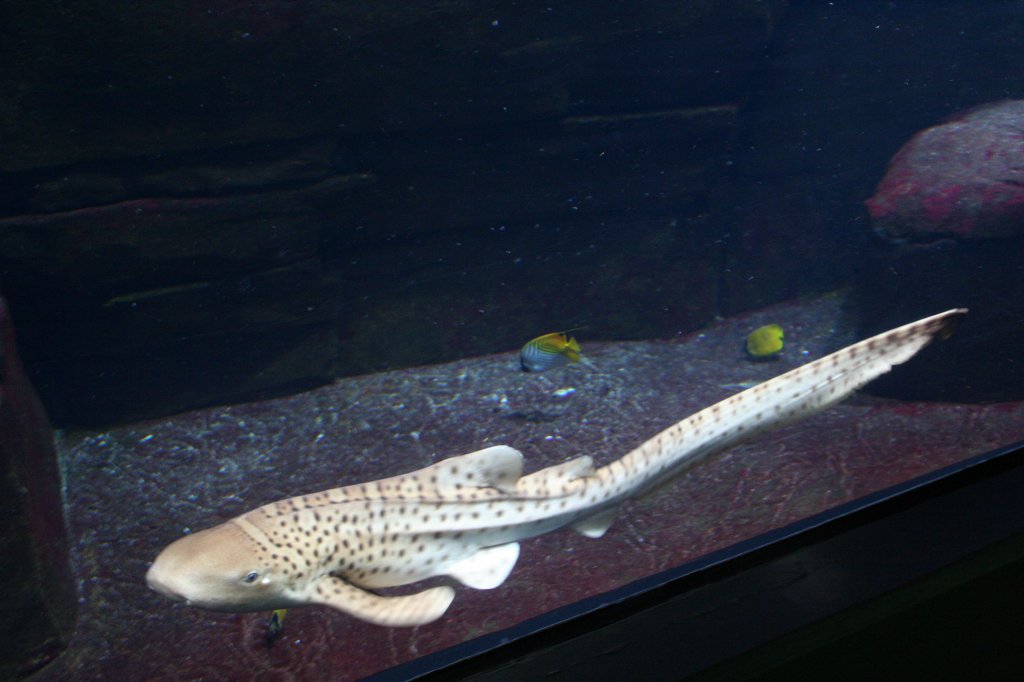 Ein Zebrahai (Stegostoma fasciatum) durchstreift ein Aquarium im Berliner Zoo.
