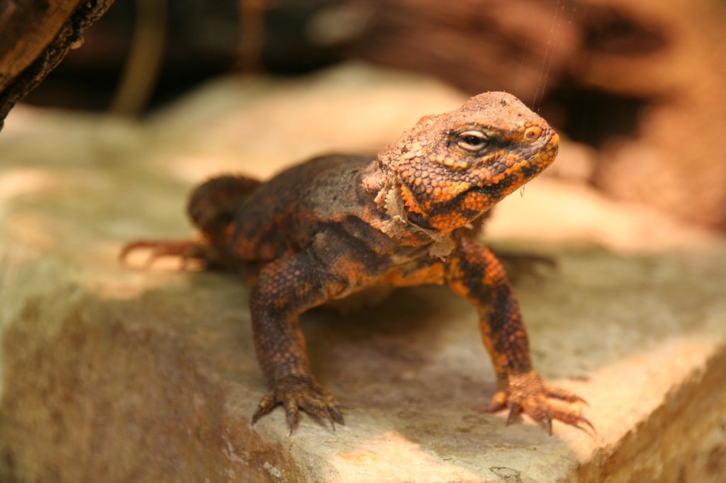 Ein Zentralsahara-Dornschwanz (Uromastyx geyri) am 9.1.2010 im Tierpark Berlin.