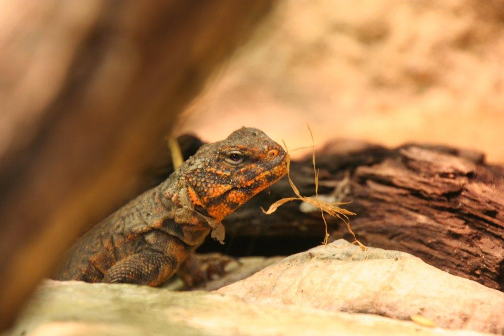 Ein Zentralsahara-Dornschwanz (Uromastyx geyri) schaut hinter einem Stck Holz hervor. Tierpark Berlin am 9.1.2010.