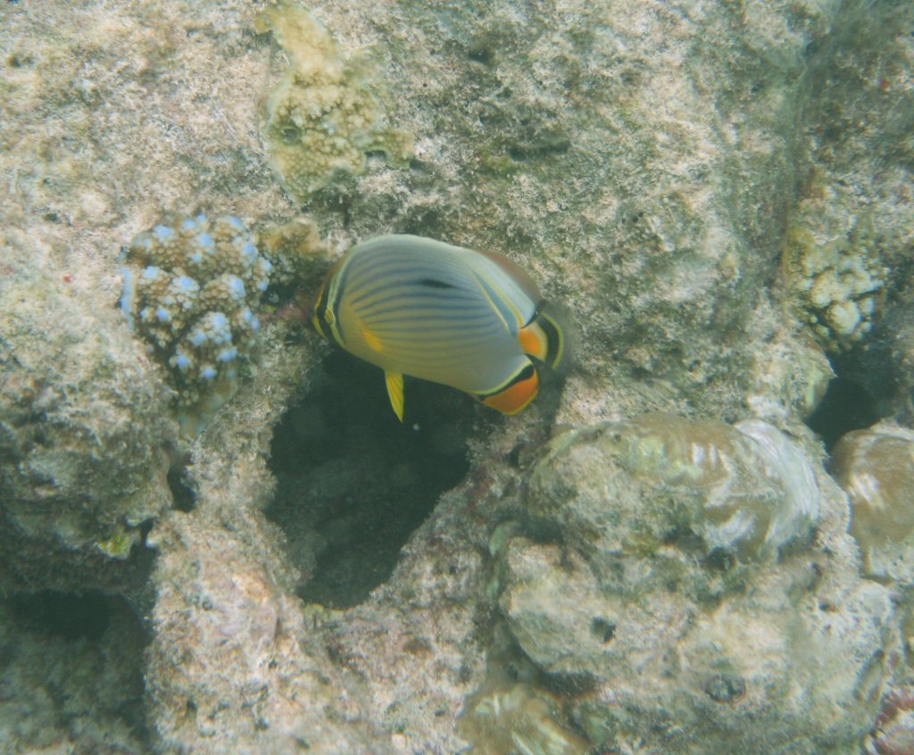 Ein Zickzack-Falterfisch auf Nahrungssuche am Hausriff von Nalaguraidhoo/ Sun Island.Malediven, Ari-Atoll am 12.11.2007. 
