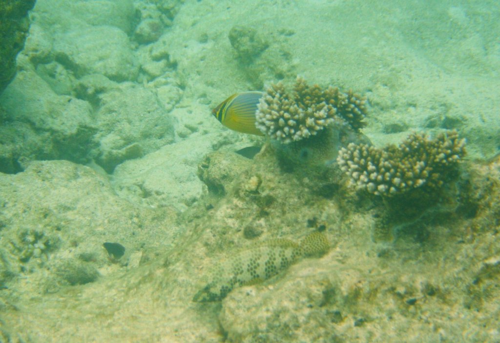 Ein Zickzack-Falterfisch versteckt sich hinter einer Koralle. Ob erwohl vor dem Felsenbarsch Angst hat? Sd-Ari-Atoll, Malediven.