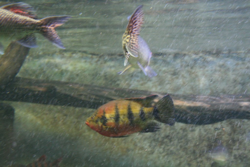 Ein Zilles Buntbarsch (Tilapia zillii) am 12.12.2009 im Aquarium des Berliner Zoos.