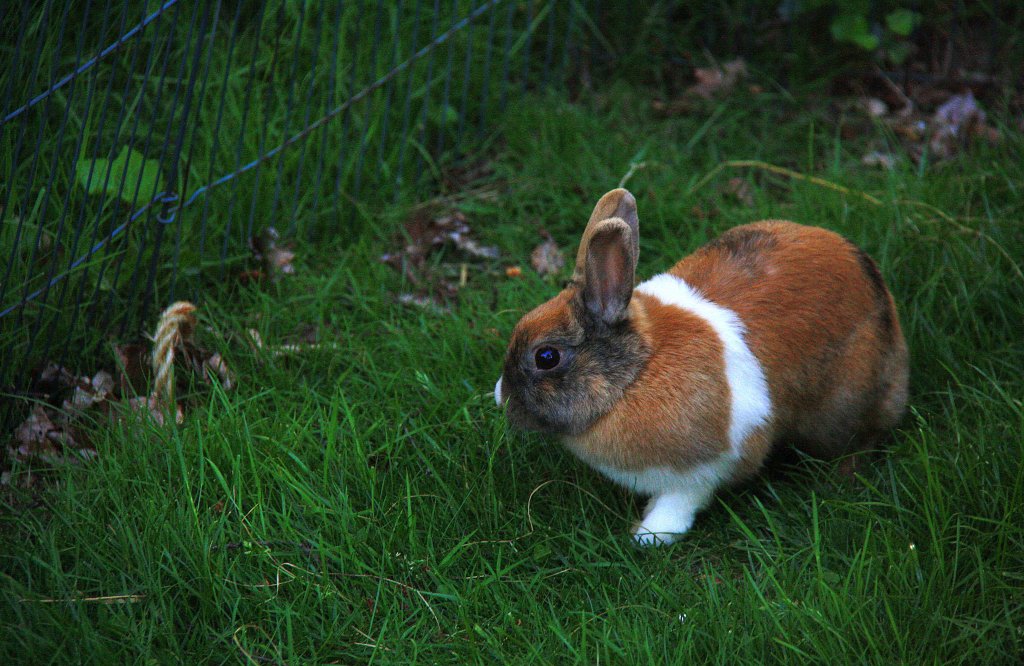 Ein Zwergkaninchen im Garten in Kohlscheid-Bank am 27.5.2012.