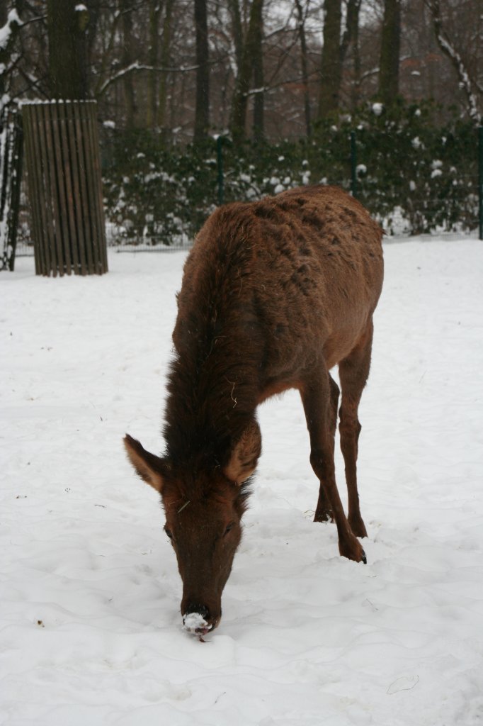 Ein Zwergwapiti (Cervus elaphus bactrianus) sucht sich ein paar Grashalmen unter dem Schnee. Tierpark Berlin am 9.1.2010.