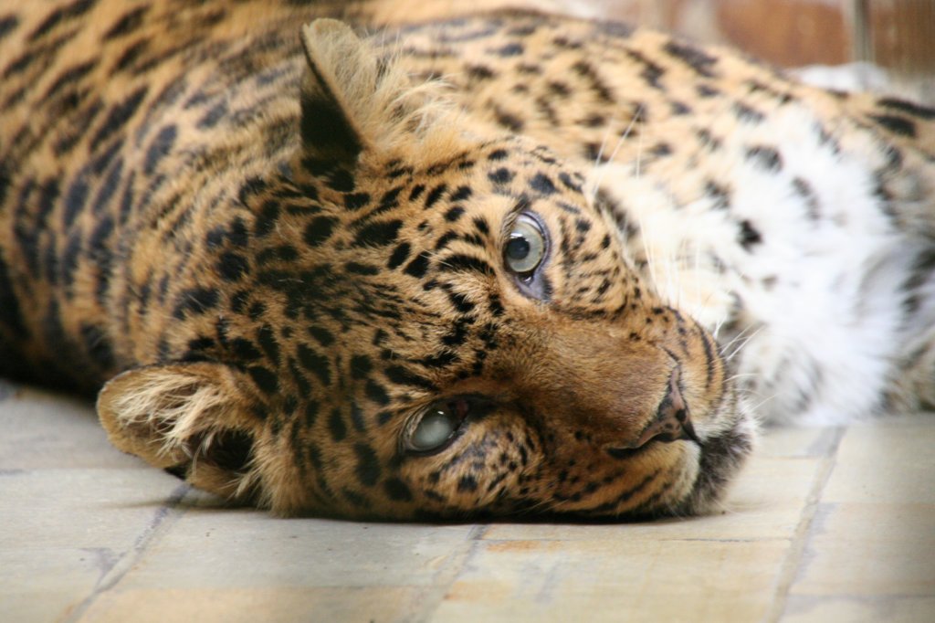 Einugiger China-Leopard (Panthera pardus japonensis) am 13.12.2009 im Tierpark Berlin.