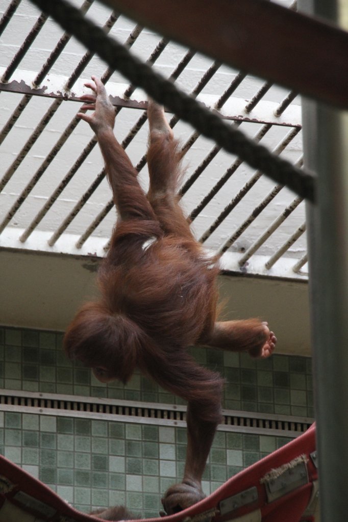 Einbeinig hngender Sumatra-Orang-Utan (Pongo pygmaeus abelii) am 11.3.2010 im Zoo Berlin.