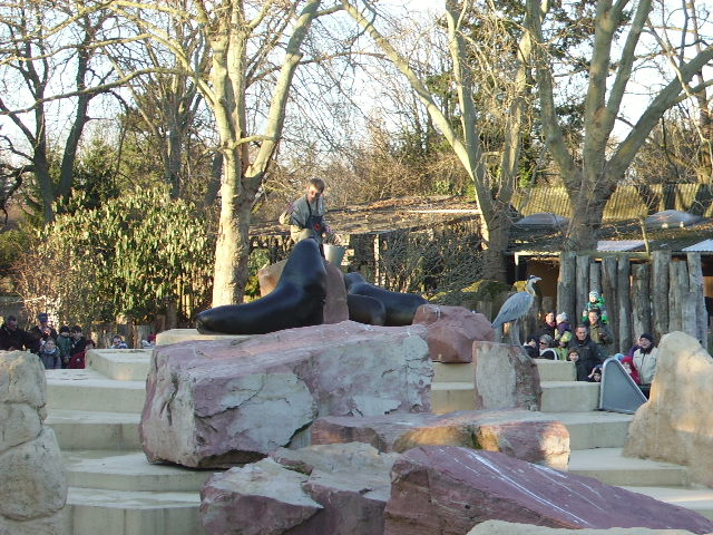 Eine 500 kg Robbe und eine andere im Heidelberger Zoo am 22.01.11