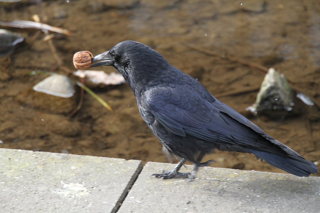 Eine Aaskrhe (Corvus corone) versucht eine Wallnuss zu knacken. Zoo Karlsruhe am 9.2.2010.