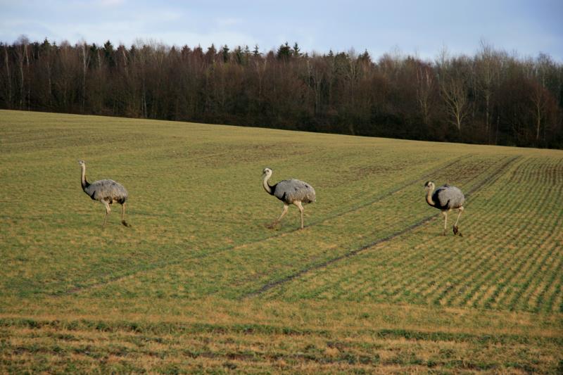 Eine aktuelle Zhlung vom November 2011 ergab eine Population von 97 Nandus. Wieviel es jetzt noch sind, wei ich nicht. Am Montag zhlten wir zwischen Klein Neuleben und Utecht 33 Tiere.