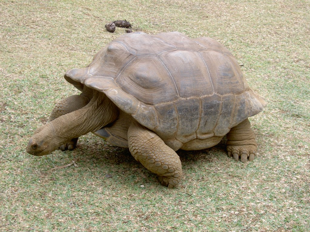 Eine Aldabra-Riesenschildkrte (Aldabrachelys gigantea) auf dem Weg zur Ftterung. Park La Vanille auf Mauritius.