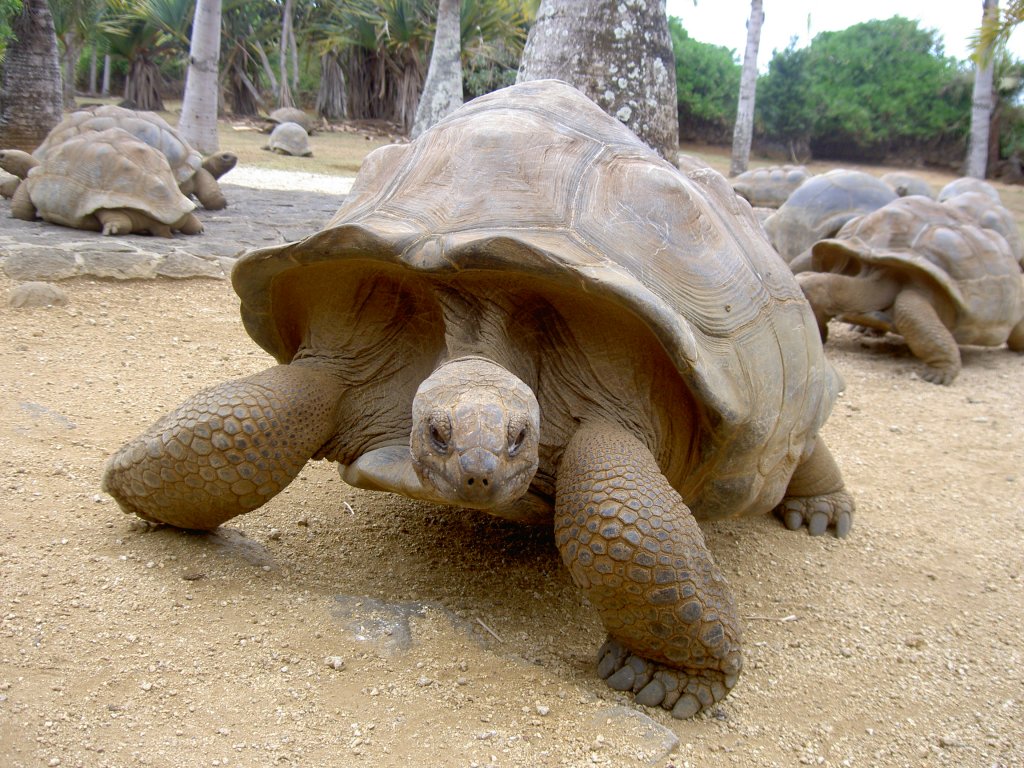Eine Aldabra-Riesenschildkrte (Aldabrachelys gigantea) bewegt sich in Richtung des Fotografen. Park La Vanille auf Mauritius.