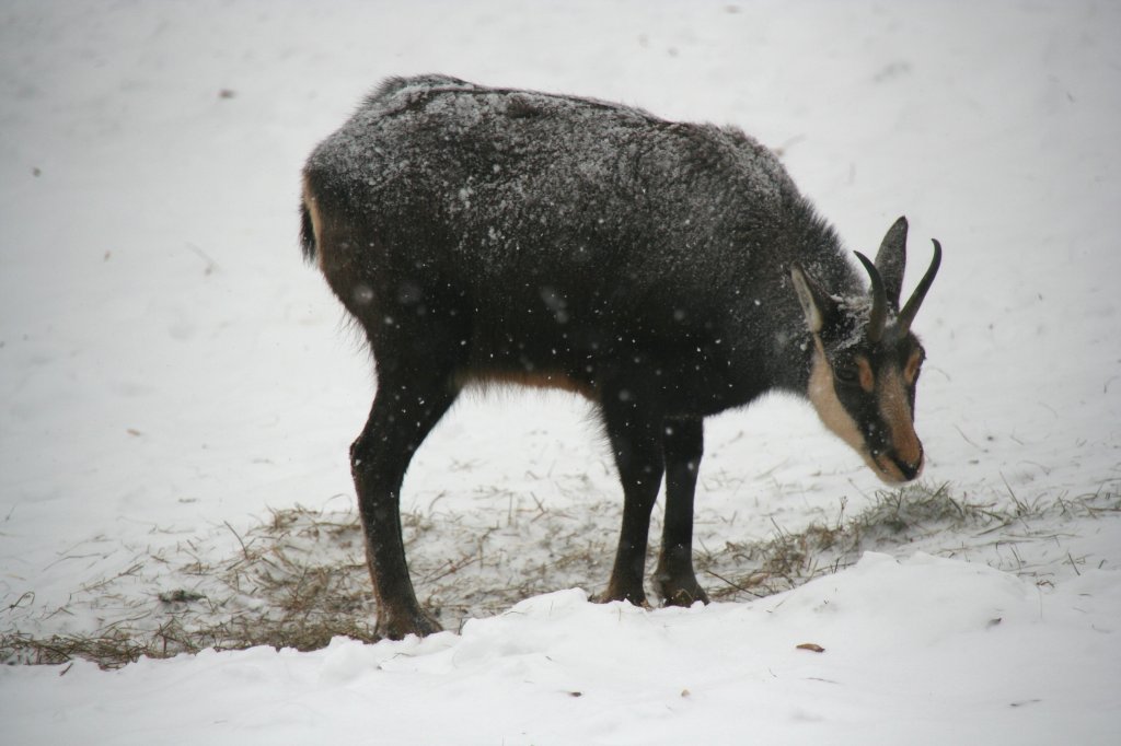 Eine Alpengmse (Rupicapra rupicapra rupicapra) sucht im dichten Schneefall nach etwas essbarem. Tierpark Berlin am 9.1.2010.
 
