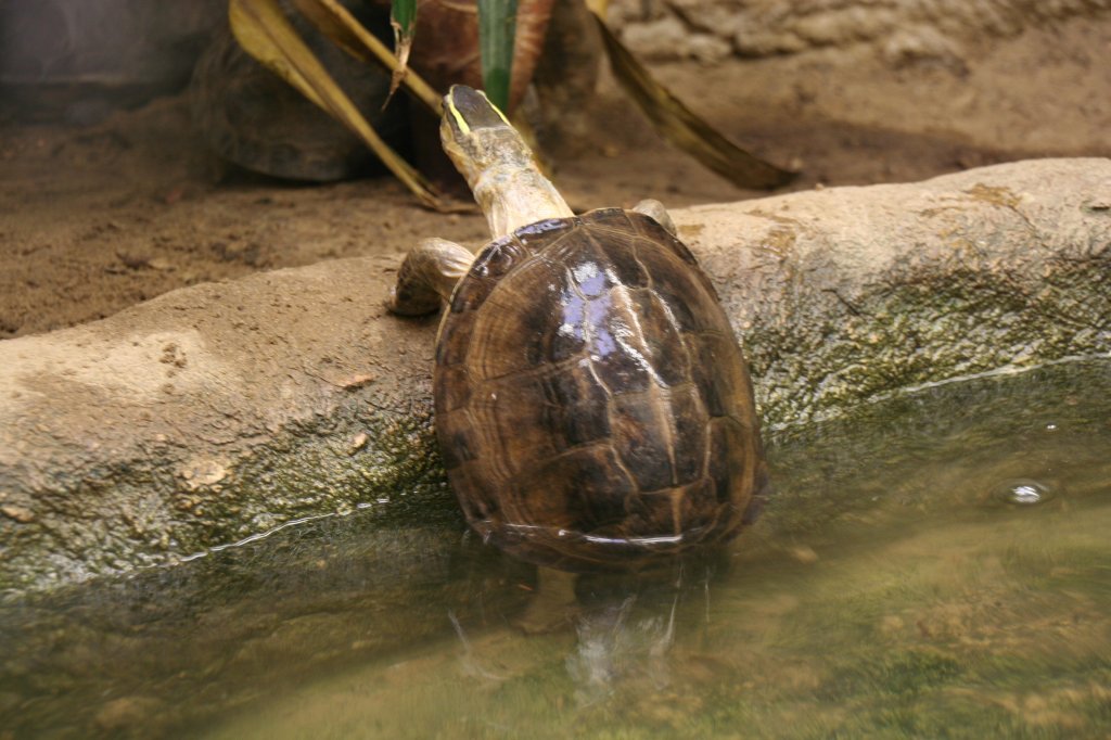 Eine Amboina-Scharnierschildkrte (Cuora amboinensis) beim mhsamen herausklettern aus dem Wasser. Tierpark Berlin am 9.1.2010.