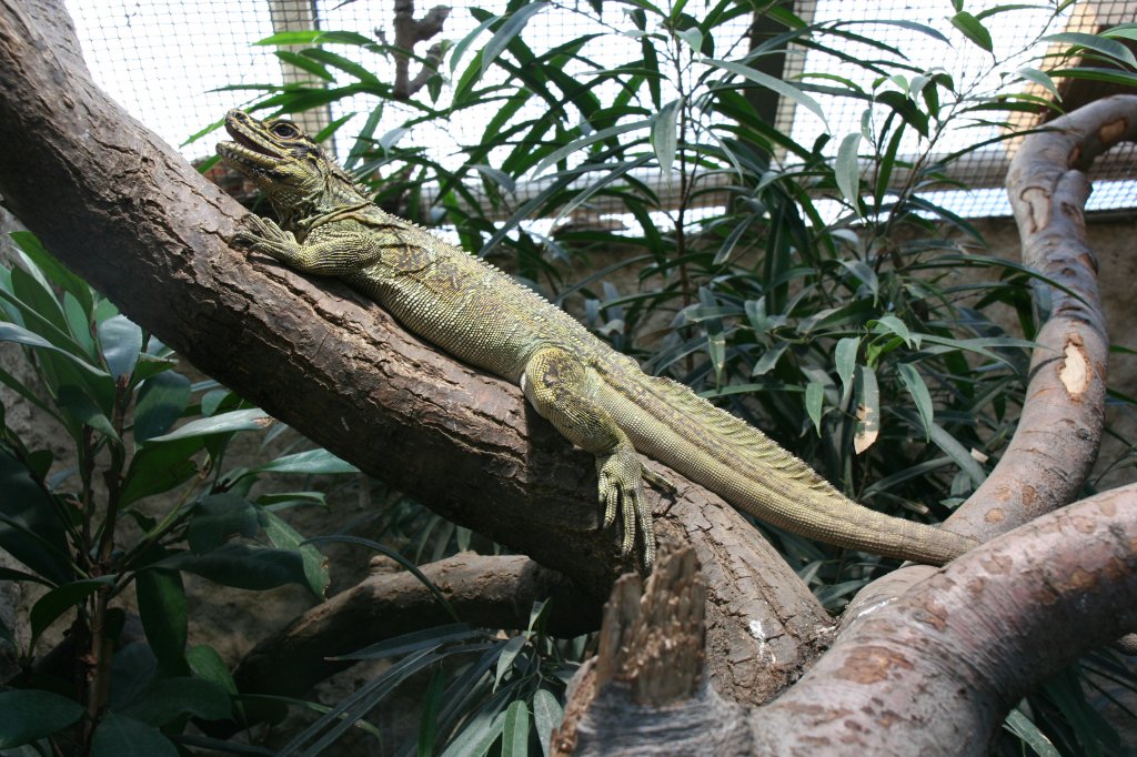 Eine Ambon-Segelechse (Hydrosaurus amboinensis) entspannt sich auf einem Ast. Zoo Dresen am 7.12.2009.