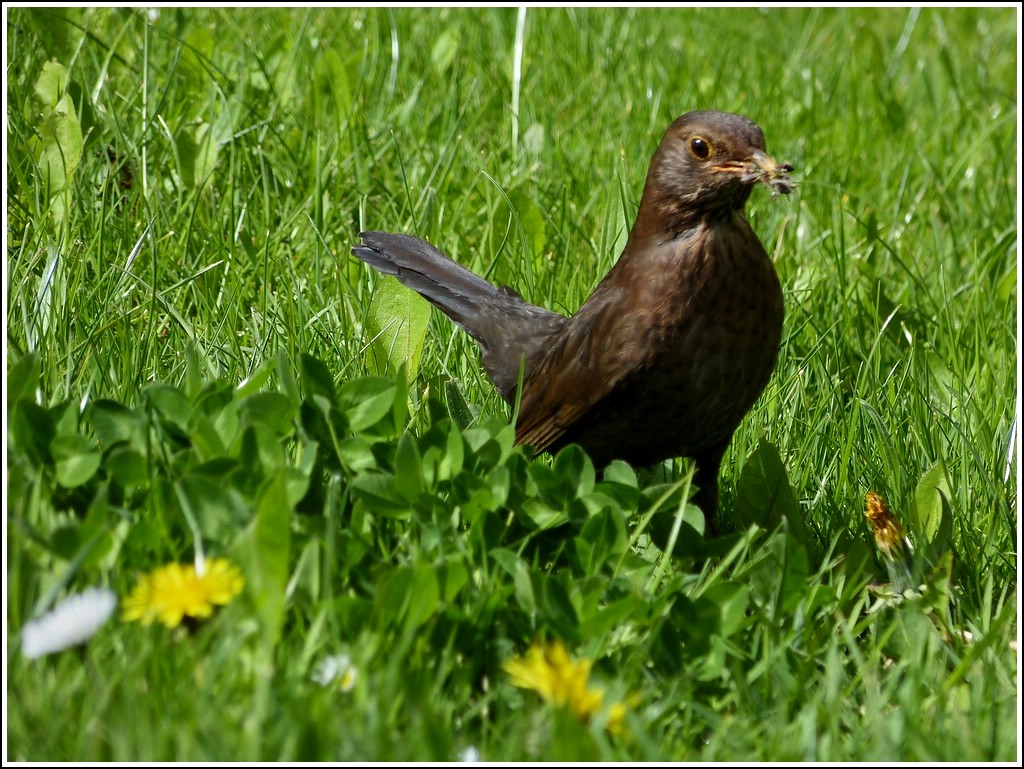 Eine Amsel mit Nistmaterial in Schnabel gesehen in Greetsiel am 06.05.2012. (Jeanny)