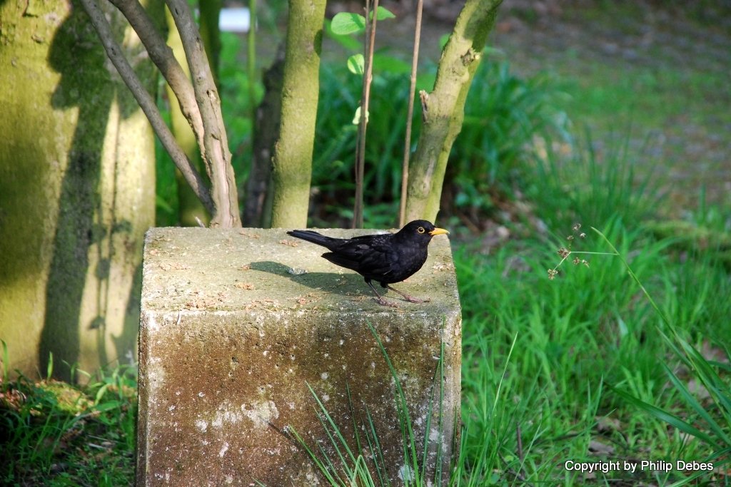 Eine Amsel im sanften Sonnenschein (Mai, 2009)