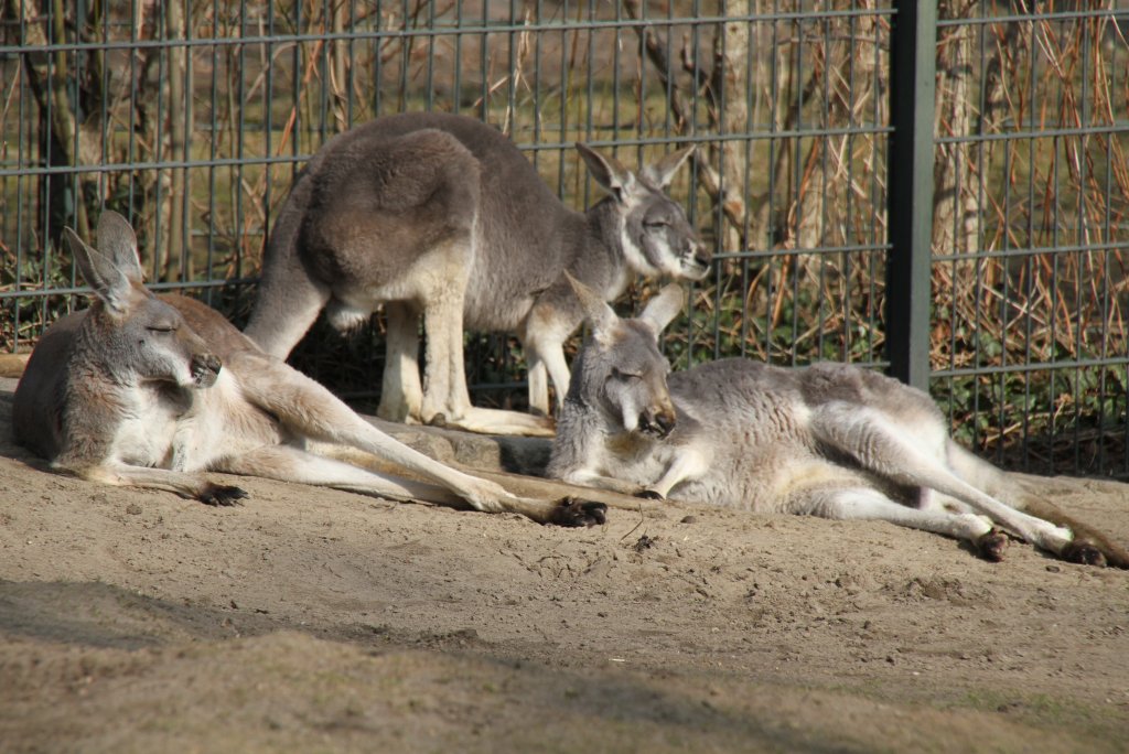 Eine auf der faulen Haut liegende Gruppe von Roten Riesenkngurus (Macropus rufus) am 11.3.2010.