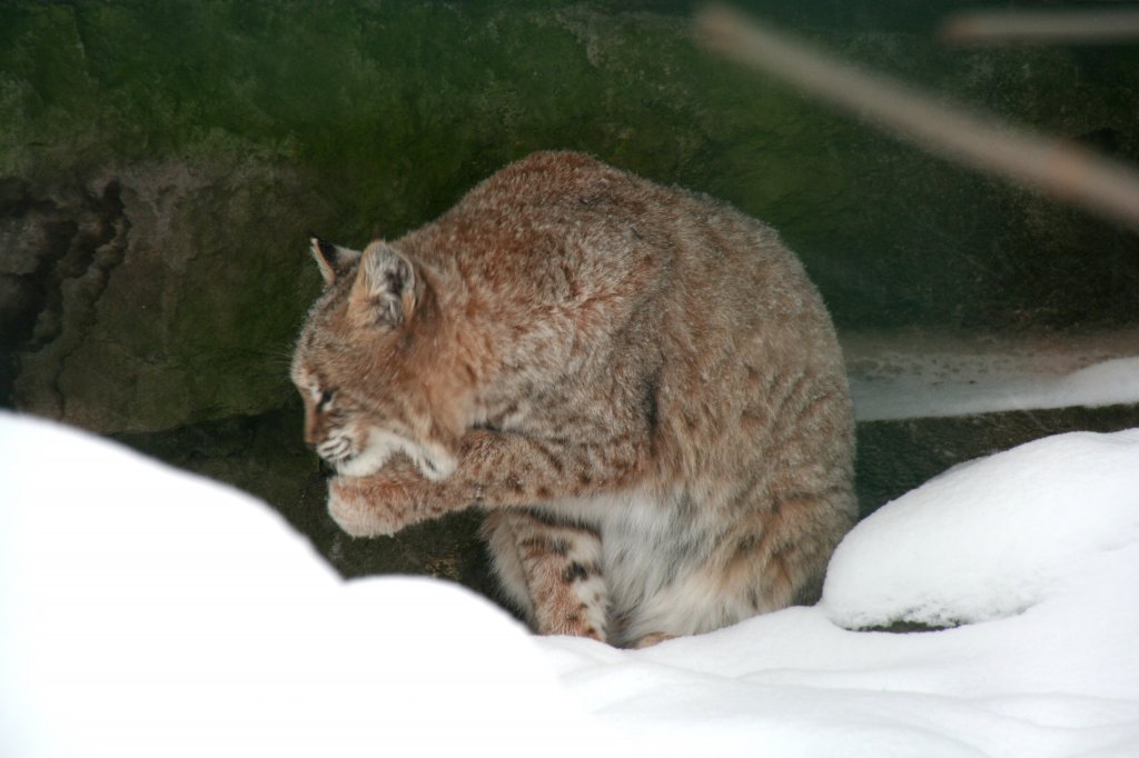 Eine aus Nordamerika stammende Kleinkatze ist der Rotluchs (Lynx rufus). Tierpark Berlin am 8.1.2010.