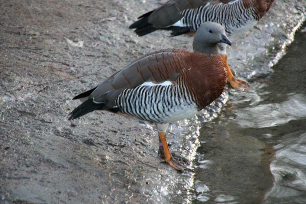 Eine aus Sdamerika stammende Graukopfgans (Chloephaga poliocephala) verharrt fr kurze Zeit, bevor es wieder ans Trinken geht. Zoo Dresden am 7.12.2009.