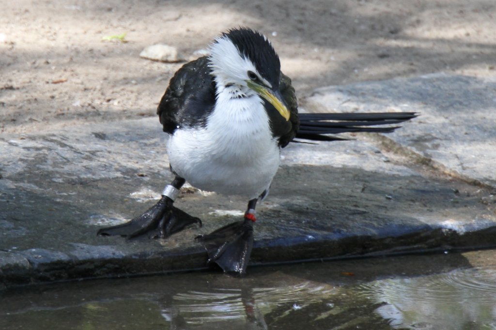 Eine Australische Zwergscharbe oder Kruselscharbe (Phalacrocorax melanoleucos) beim Prfen der Wassertemperatur. Tierpark Berlin am 17.4.2010.