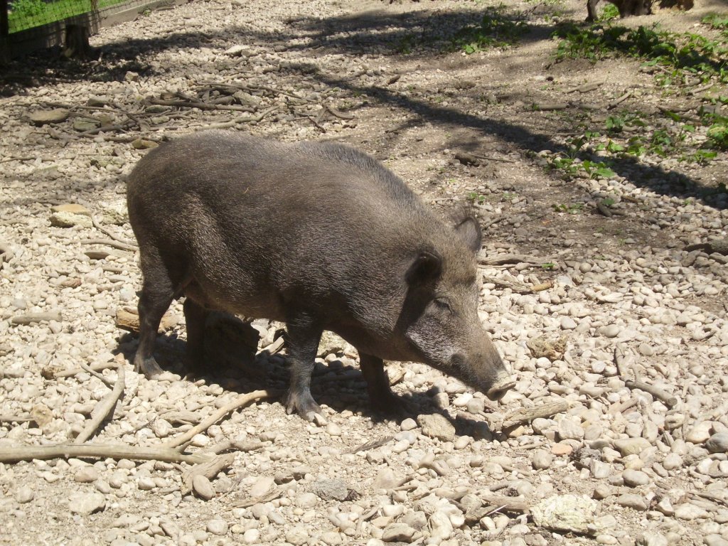 Eine Bache in Ortenburg am 23.07.2012