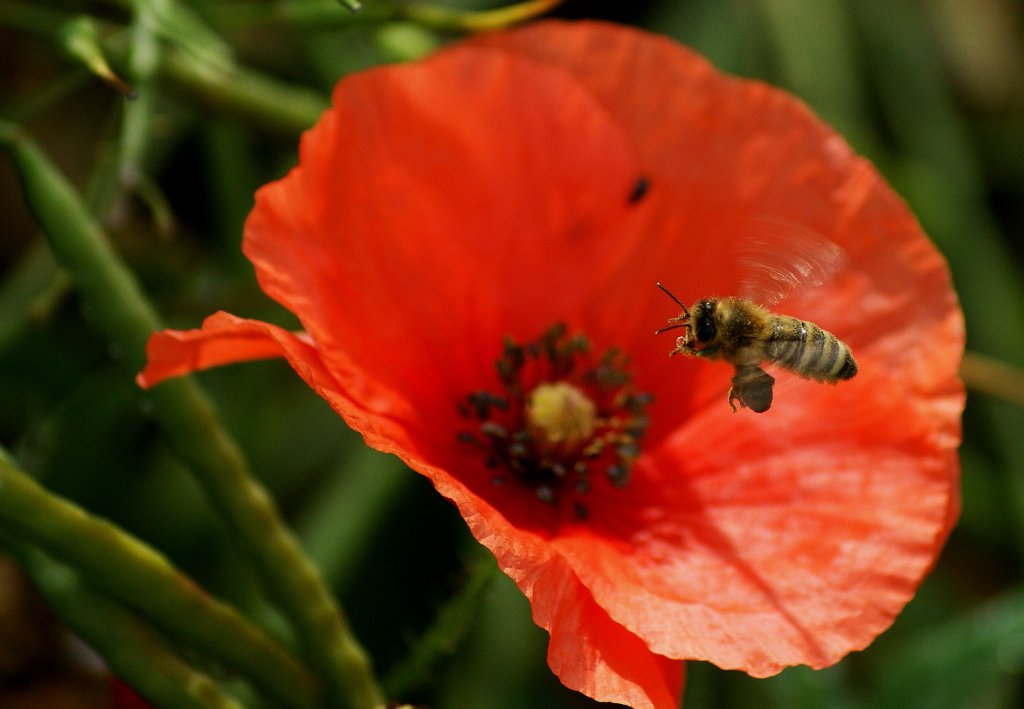 Eine Biene im Anflug auf die nchste Blte.
(14.06.2010)
