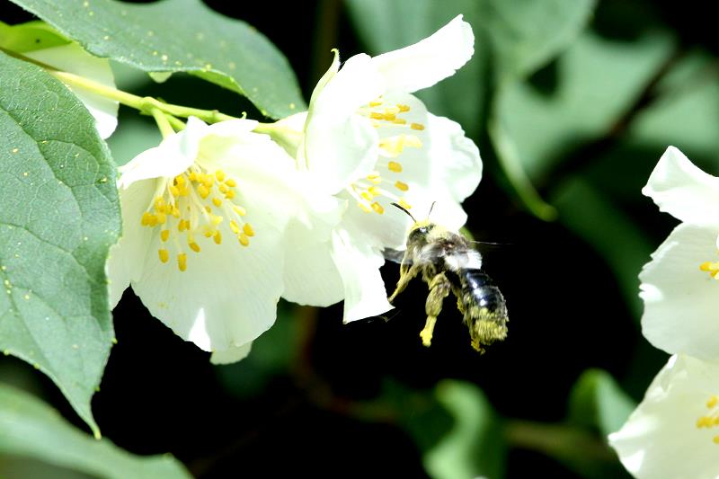 Eine Biene im Landeanflug auf eine Jasminblte.