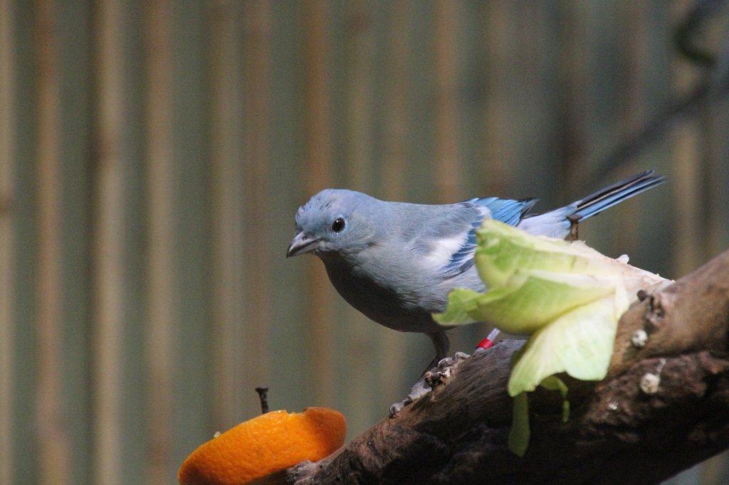 Eine Bischofstangare (Thraupis episcopus) nhert sich dem Obst. Zoo Berlin am 25.2.2010.