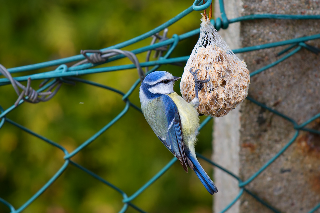 Eine Blaumeise hngt (im wahrsten Sinne des Wortes) an ihrem Futter. - 15.04.2013